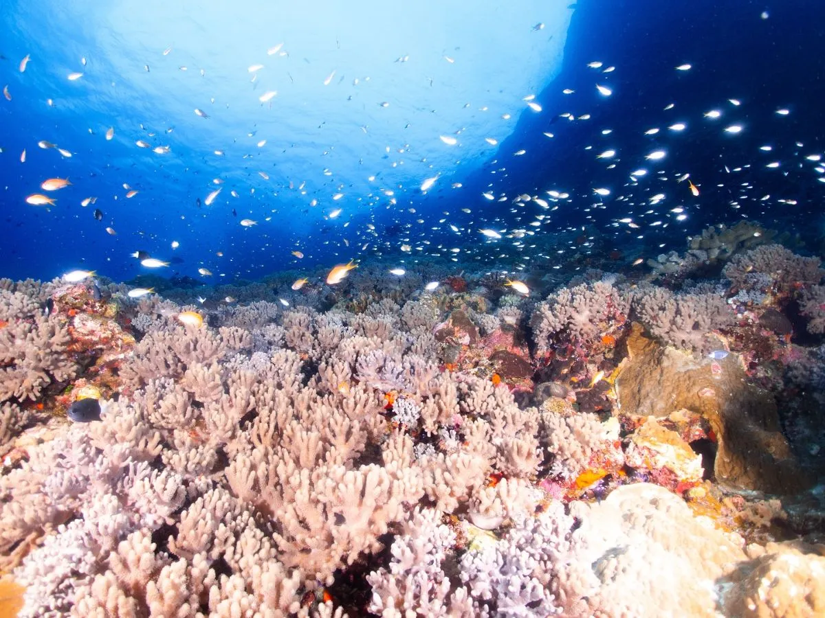 Sunlight filtering through blue water onto soft corals in a strong current