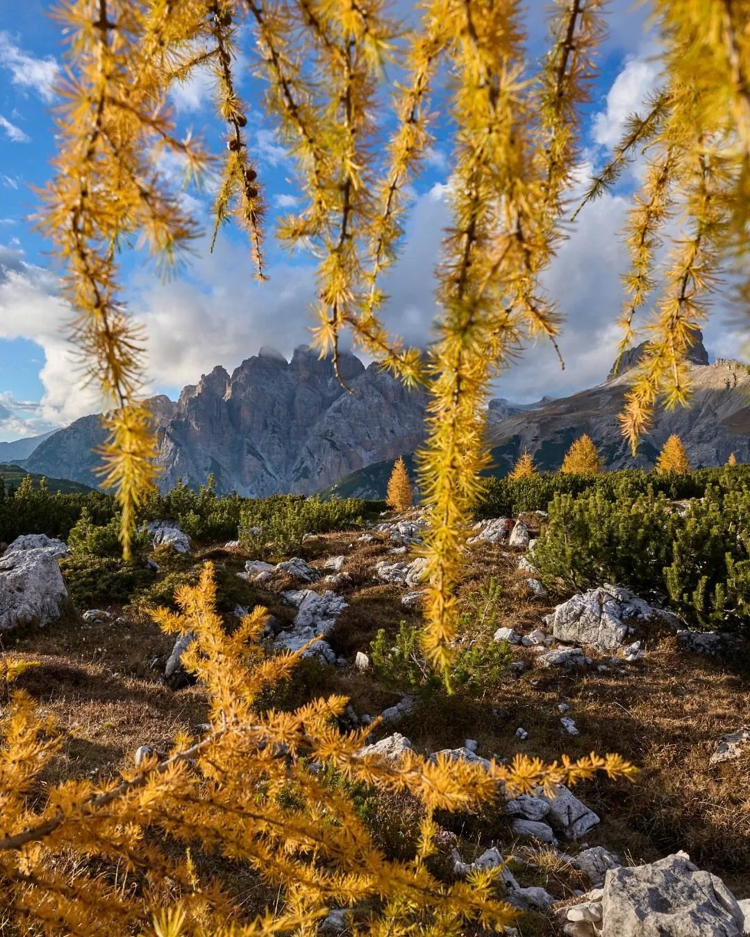 Close up of vibrant yellow larch needles in the Dolomites during fall