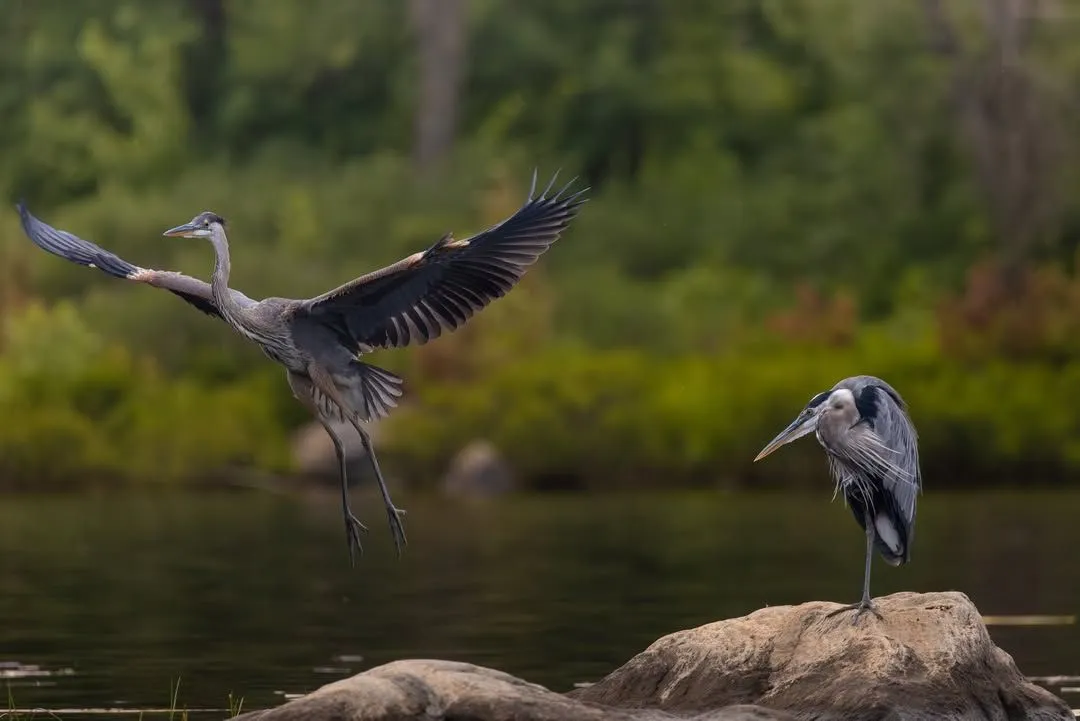 Great Blue Heron hunting in the shallow waters of Constitution Marsh