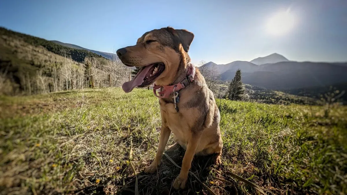 Sunlit hiking trail winding through aspen trees in Cuchara Mountain Park