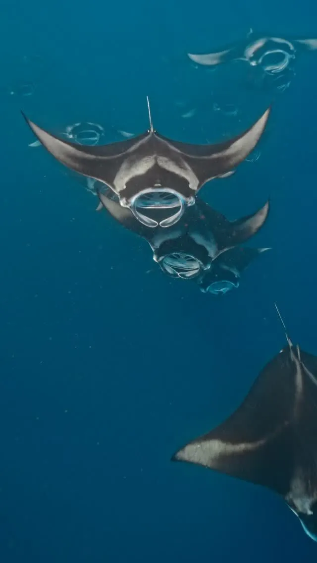 Large Manta Ray swimming in the deep blue waters of the Pemba Channel