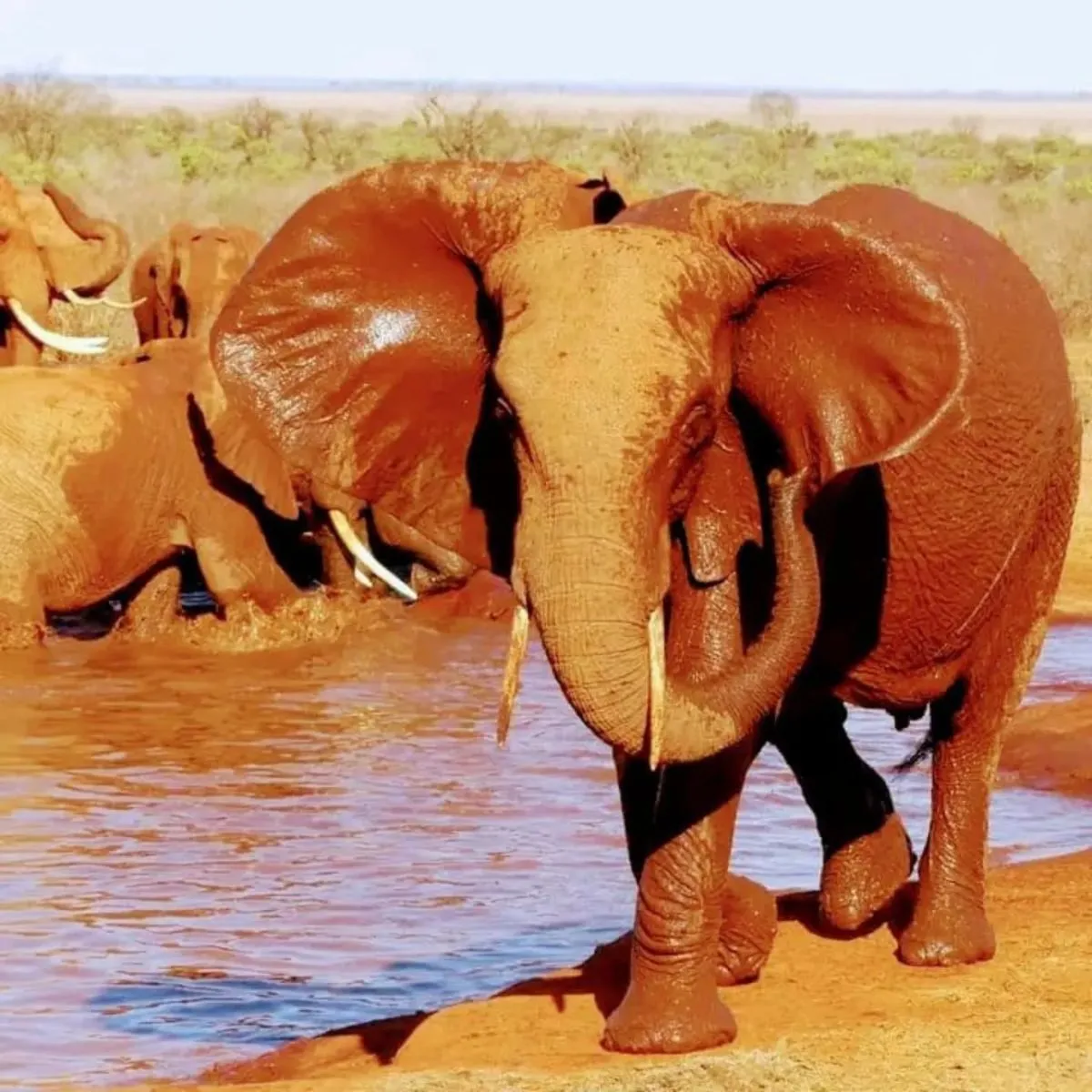 Herd of red-dusted elephants gathering at a waterhole in Tsavo East Kenya