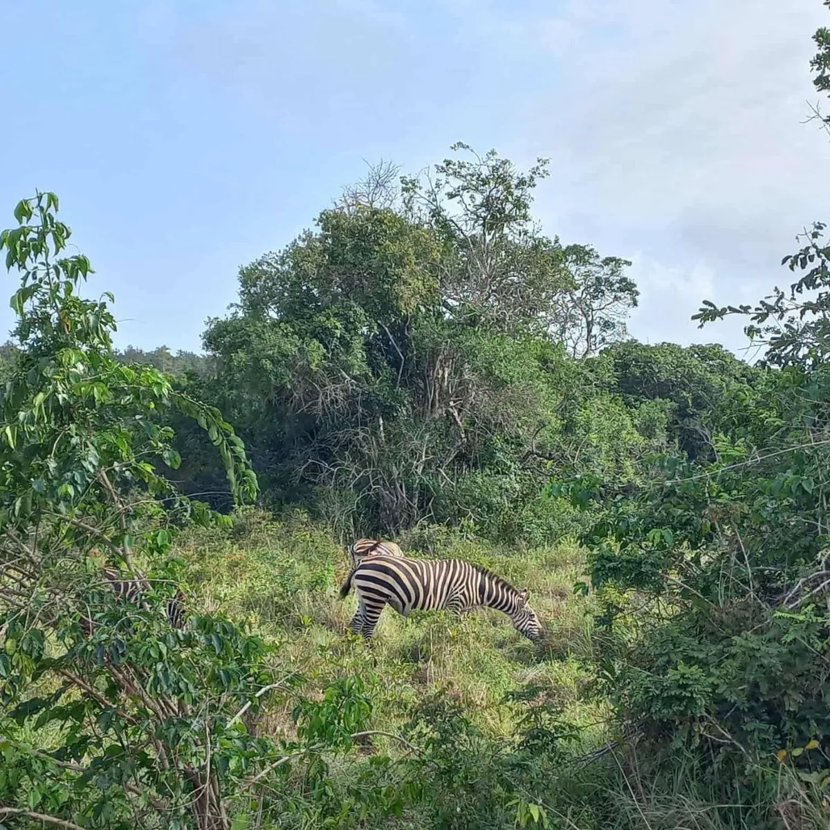 Mist rolling over the lush green canopy of Shimba Hills National Reserve Kenya