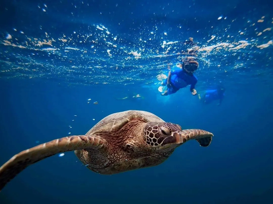 Snorkeling in the clear waters of Titikaveka Beach lagoon Rarotonga