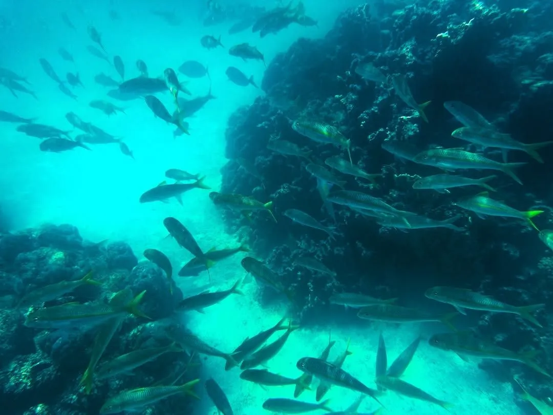 Vibrant coral and tropical fish in Aroa Marine Reserve Cook Islands