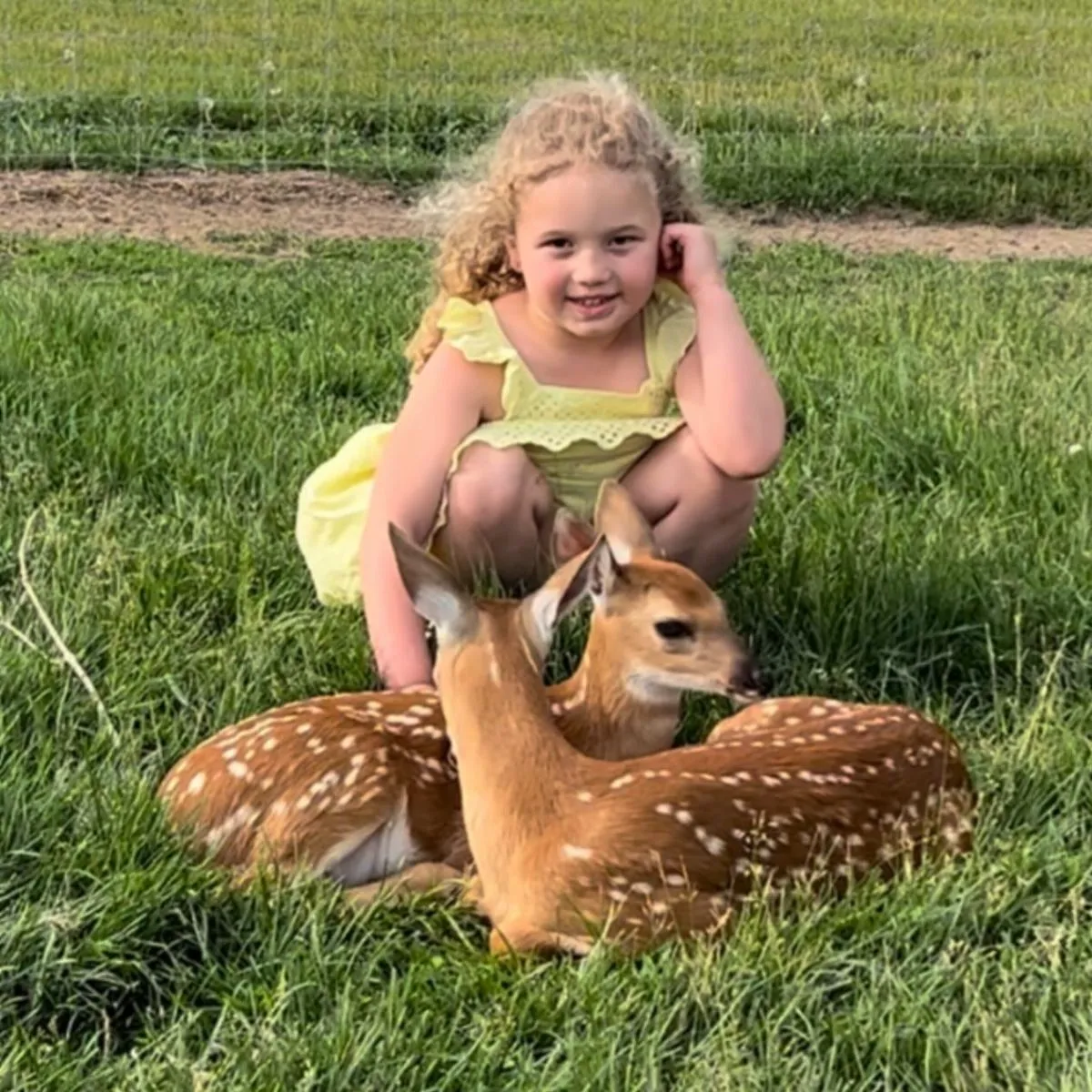 Toddler feeding a friendly deer at Wildpark Poing near Munich