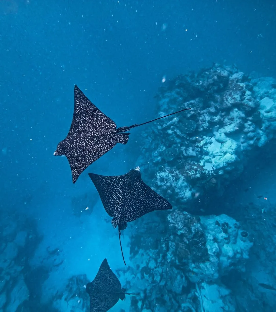 Tropical fish and brain coral in Aroa Marine Reserve