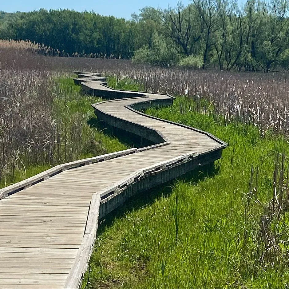 Hiker walking on wooden boardwalk through Great Swamp wetlands near Appalachian Trail station