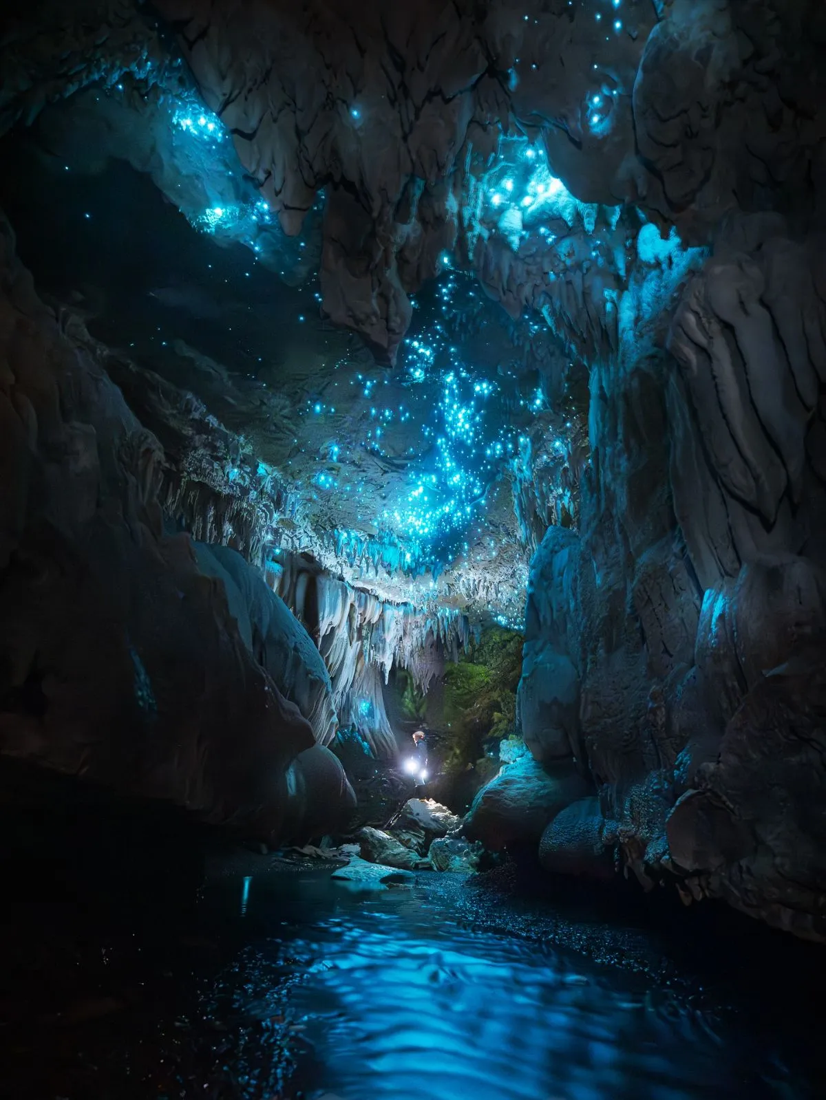 A magical display of thousands of tiny blue-green glow worms illuminating a dark, mossy rainforest grotto on the West Coast of New Zealand.
