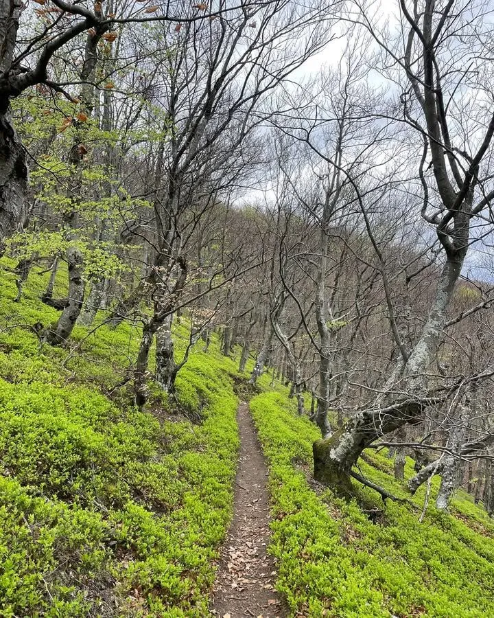 A flat gravel path leading through the forest towards the Valul Miresei waterfall
