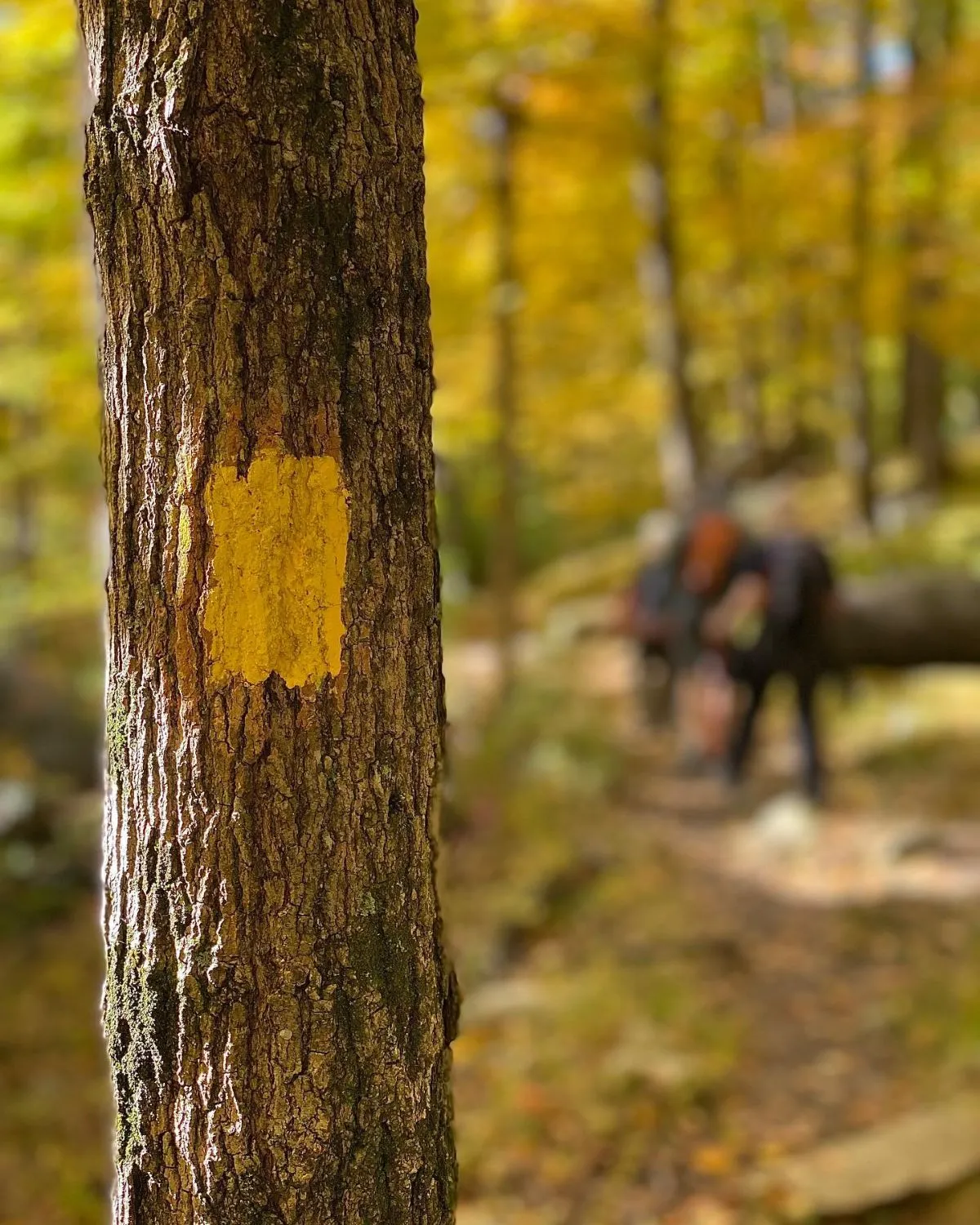 Colorful trail marker on a tree in Harriman State Park forest