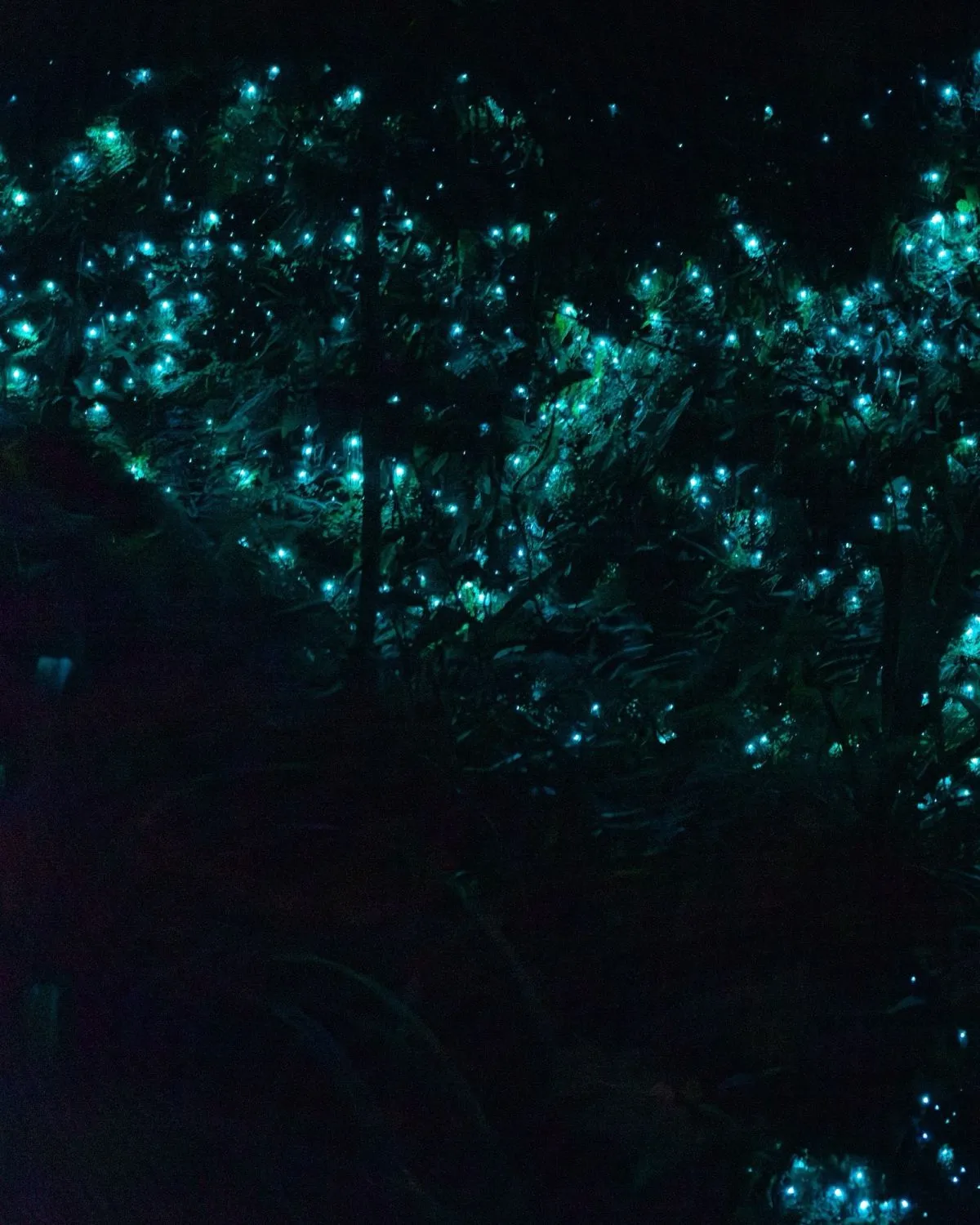 Bright blue glow worms shining on a mossy fern bank in Hokitika Dell