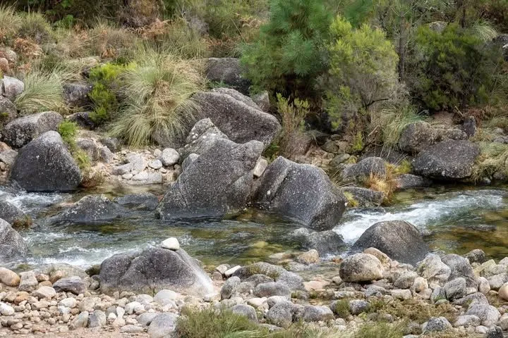 Lush green oak forest tunnel in Mata da Albergaria Gerês