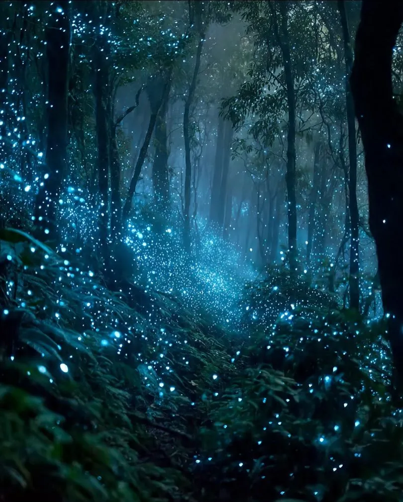 Blue glow worms illuminating a dark mossy bank in West Coast New Zealand rainforest during new moon