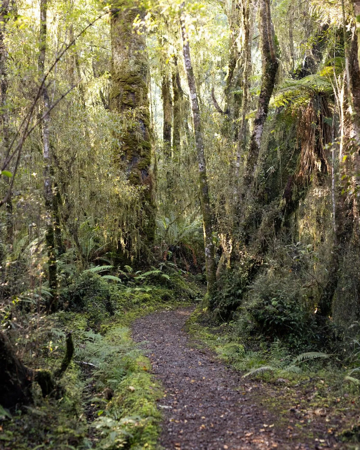 Lush green native rainforest on the South Island West Coast during a rainy evening