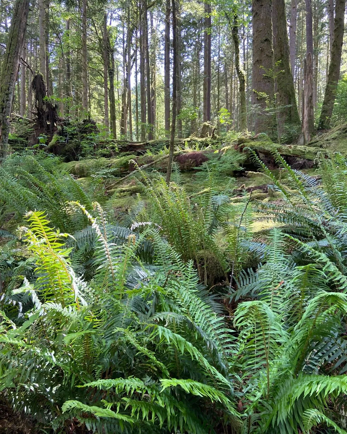 Close up detail of fern leaf in New Zealand forest