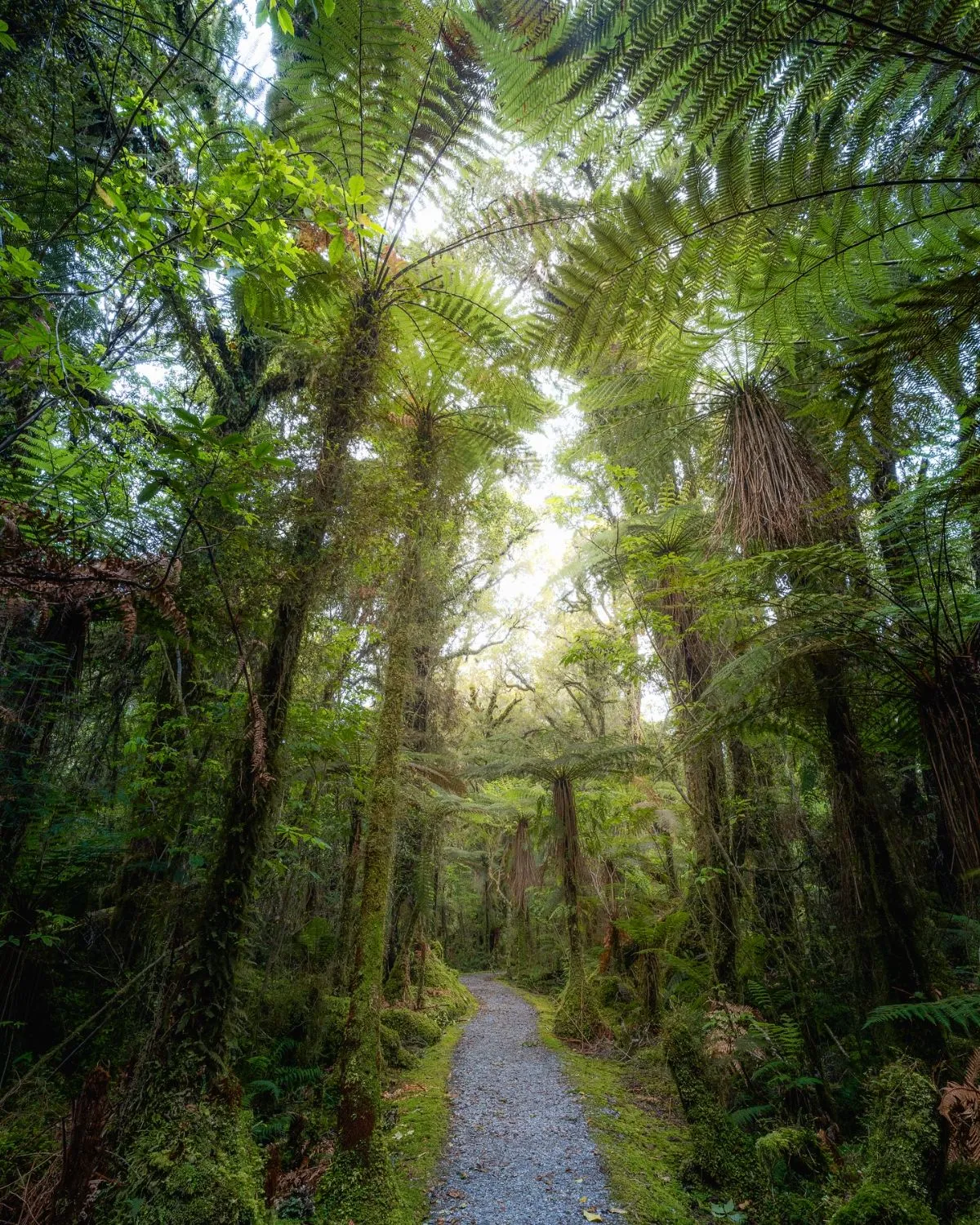Twilight rainforest path in West Coast New Zealand with ferns and mist