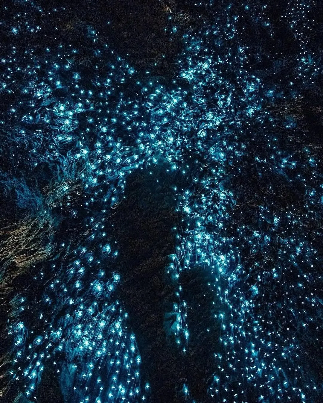Bioluminescent glow worms shining brightly in a damp cave on the West Coast of New Zealand