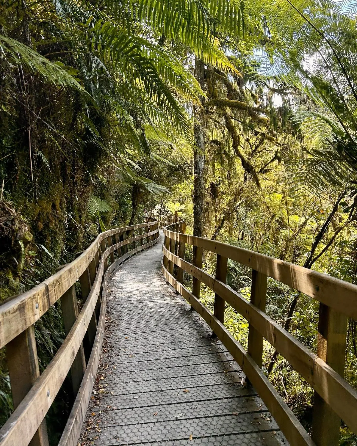 Wooden boardwalk trail in West Coast forest at night accessible for families