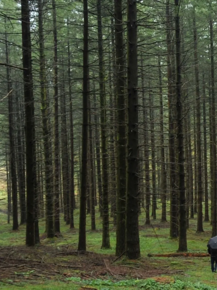 Mossy trees and fog in Gorbea Natural Park Basque Country