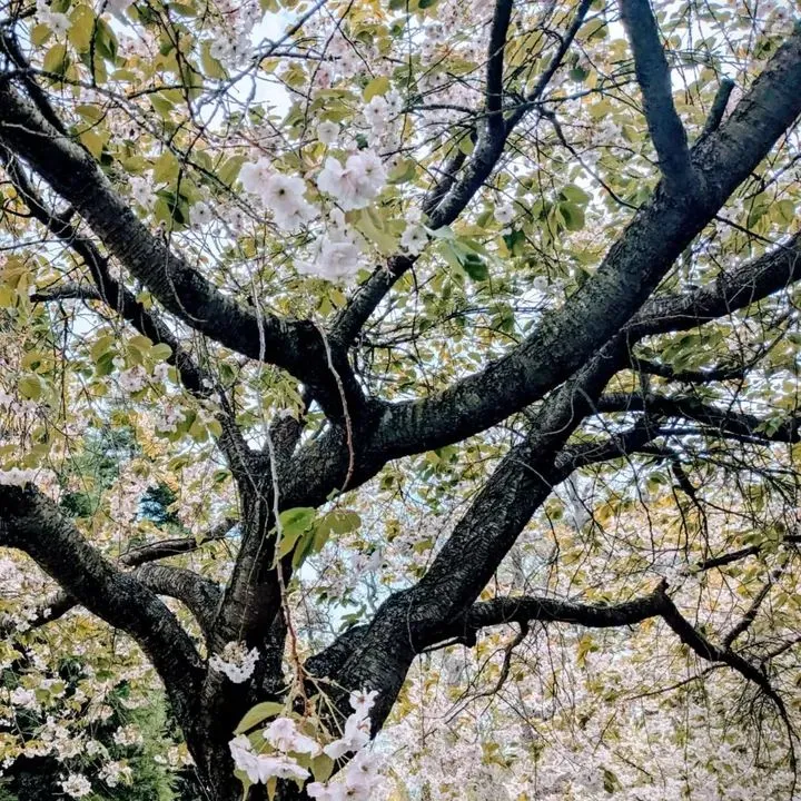 Tranquil Kyoto Friendship Garden at Lauriston Castle with stone lanterns