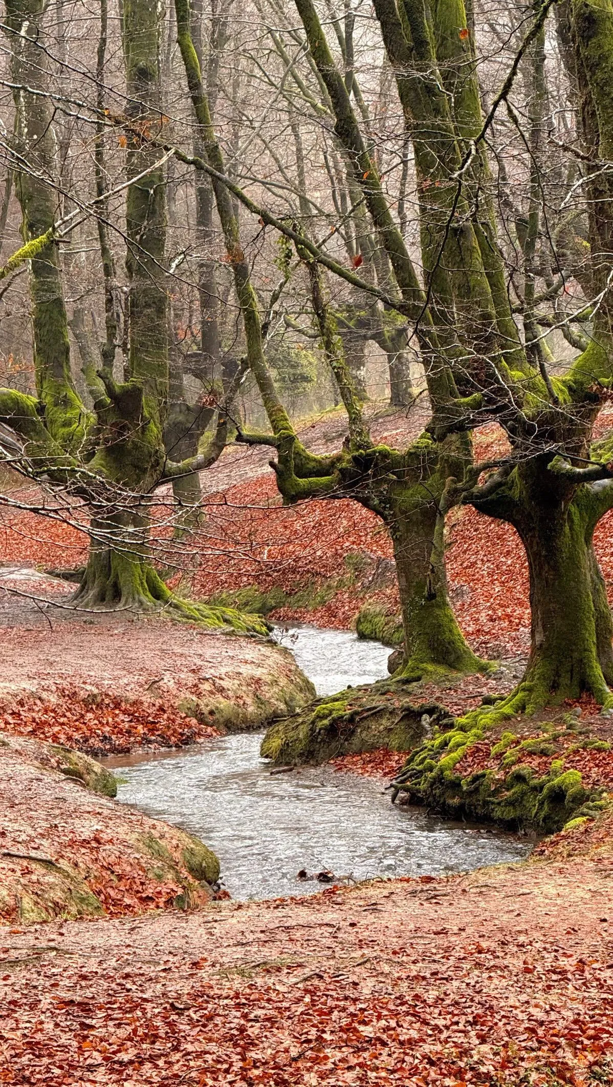 Ancient beech trees and a gentle stream in Otzarreta Forest