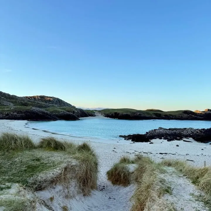 Wild coastal grasses blowing in the wind on the dunes of Thorntonloch Beach
