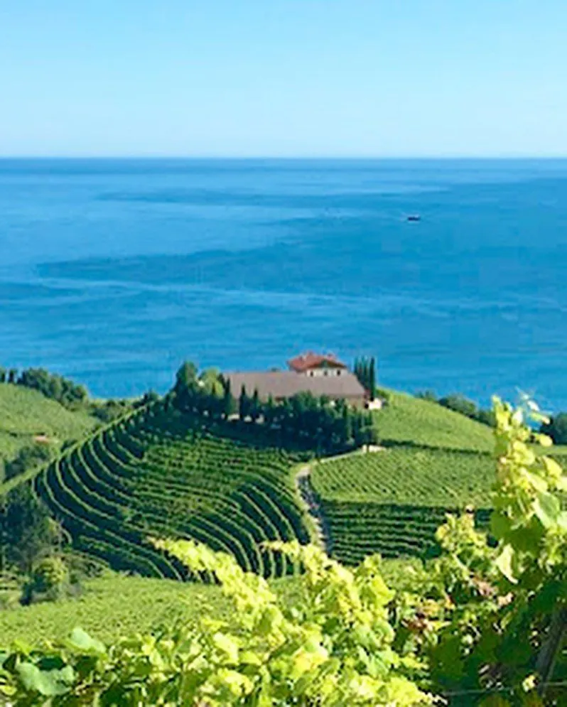 Green Txakoli wine vineyards sloping down toward the ocean in Getaria Spain