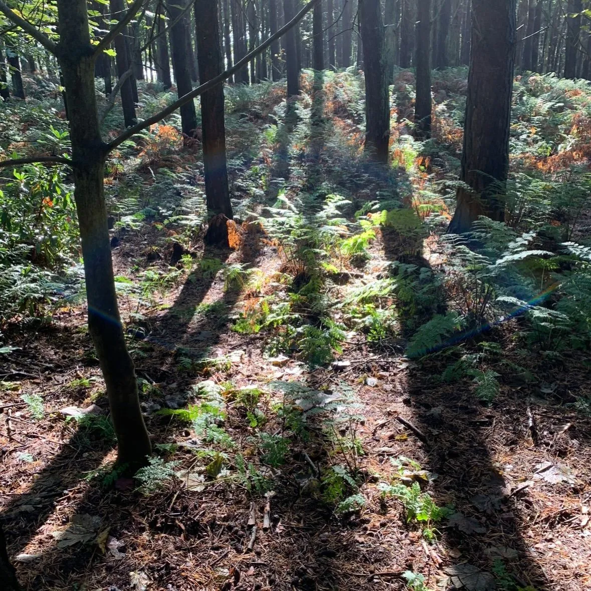 Woodland path leading to Tyninghame Beach with tall pine trees on either side