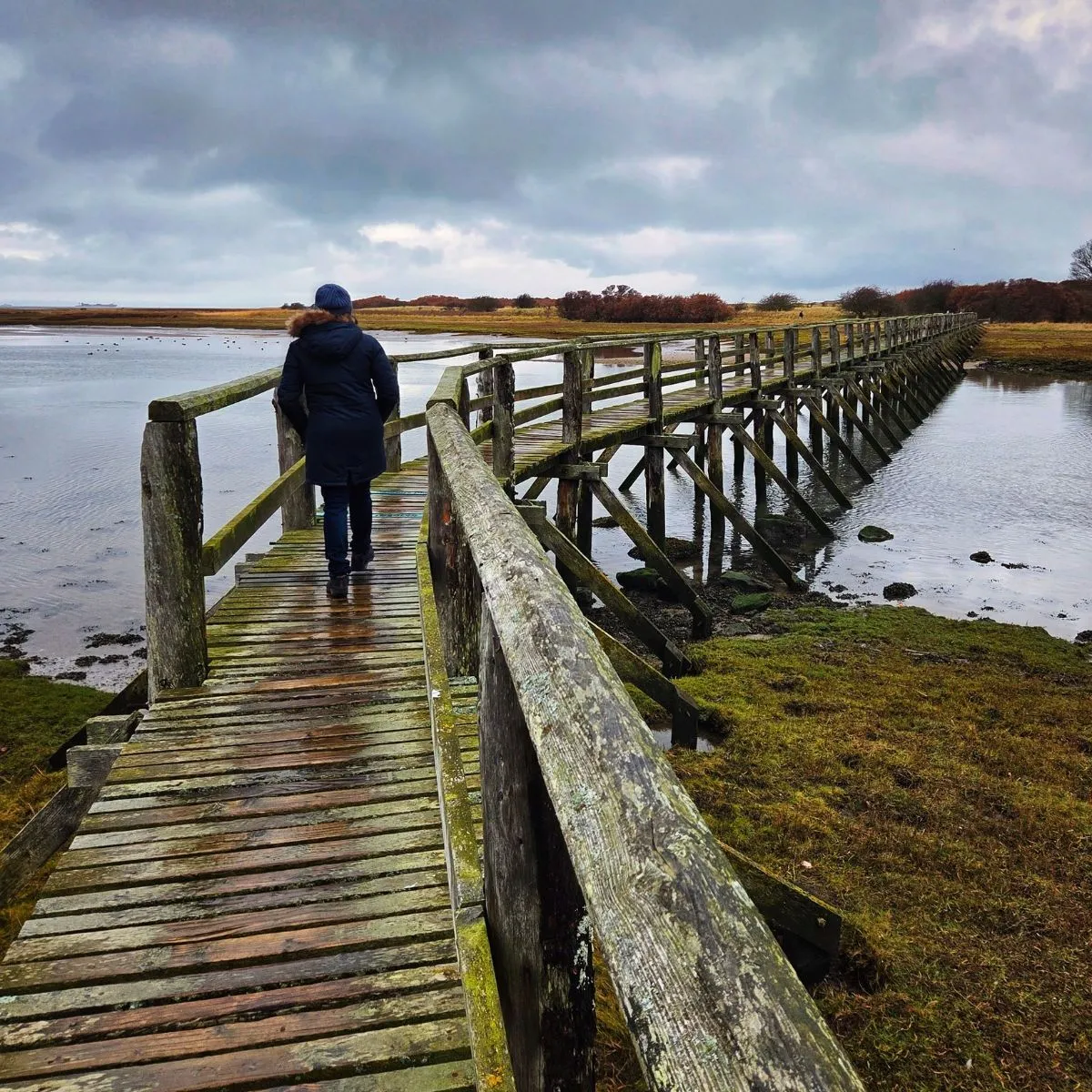 Rustic wooden bridge crossing the marshlands at Aberlady Bay nature reserve