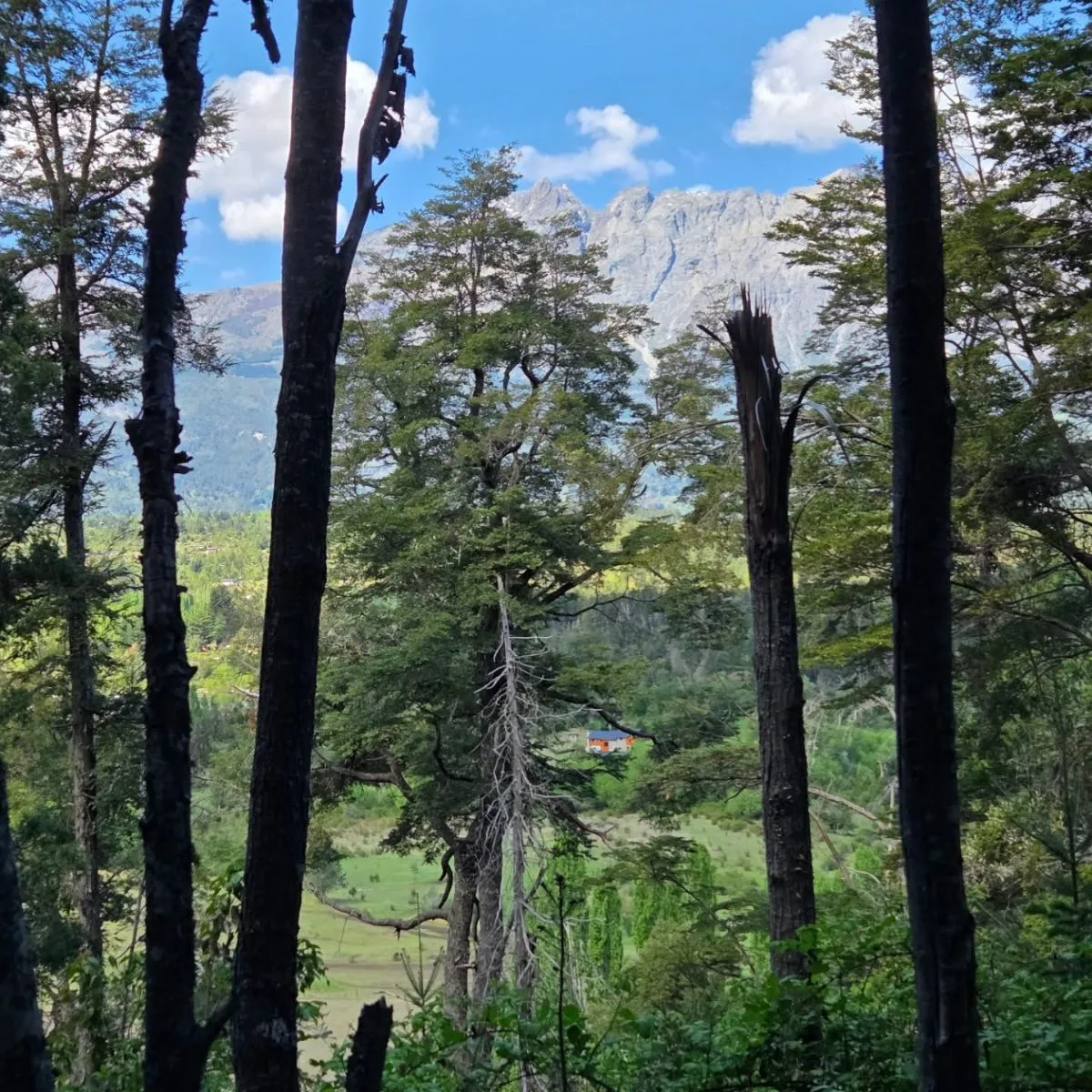 A serene hiking path winding through native Coihue forests near Refugio Dedo Gordo in El Bolson