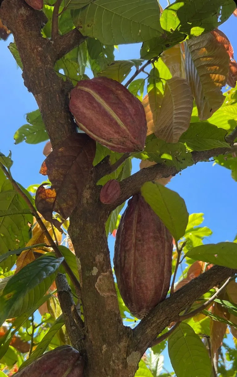 Lush green indoor jungle room showcasing cacao trees and pods at the Edinburgh Chocolatarium