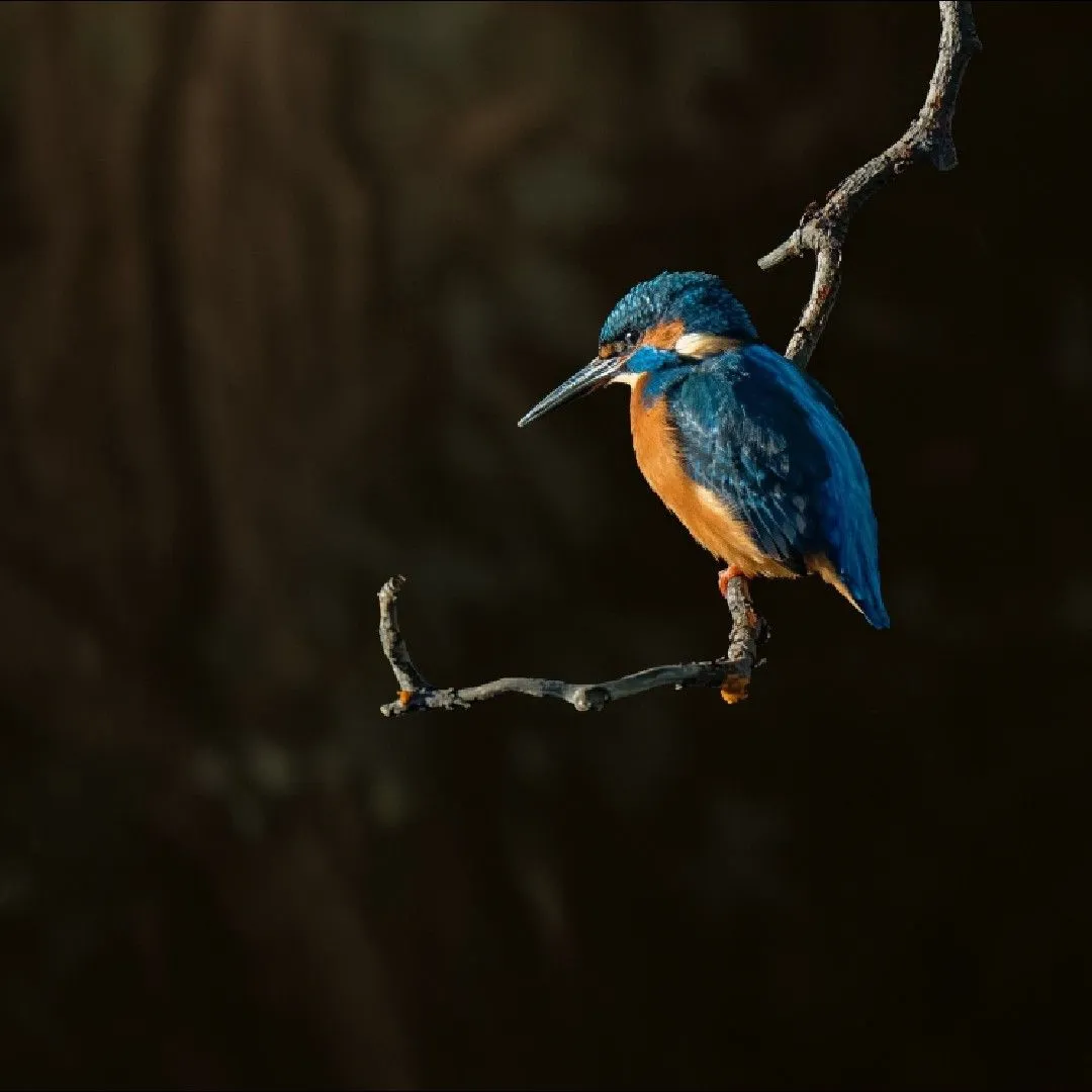 A bright blue kingfisher perched on a branch near the Water of Leith river.