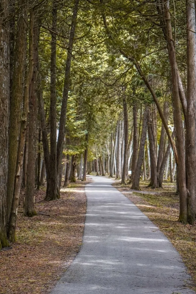 A peaceful cedar forest trail on Mackinac Island