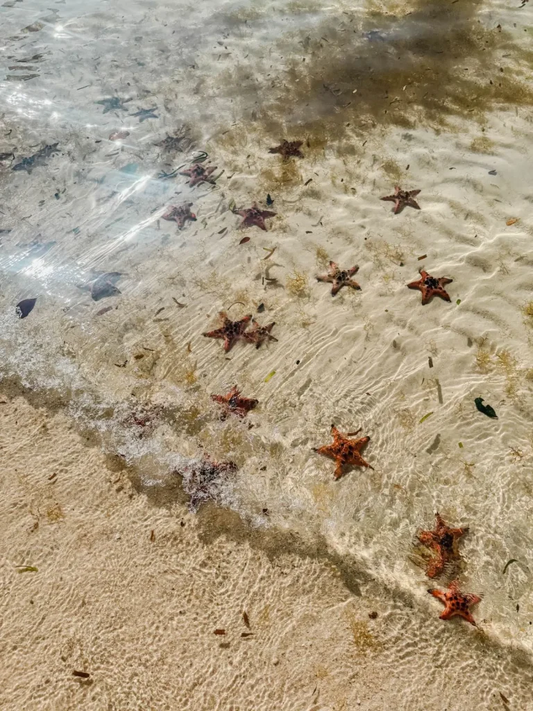 Clear shallow waters showing bright red starfish at Rach Vem Beach on Phu Quoc Island
