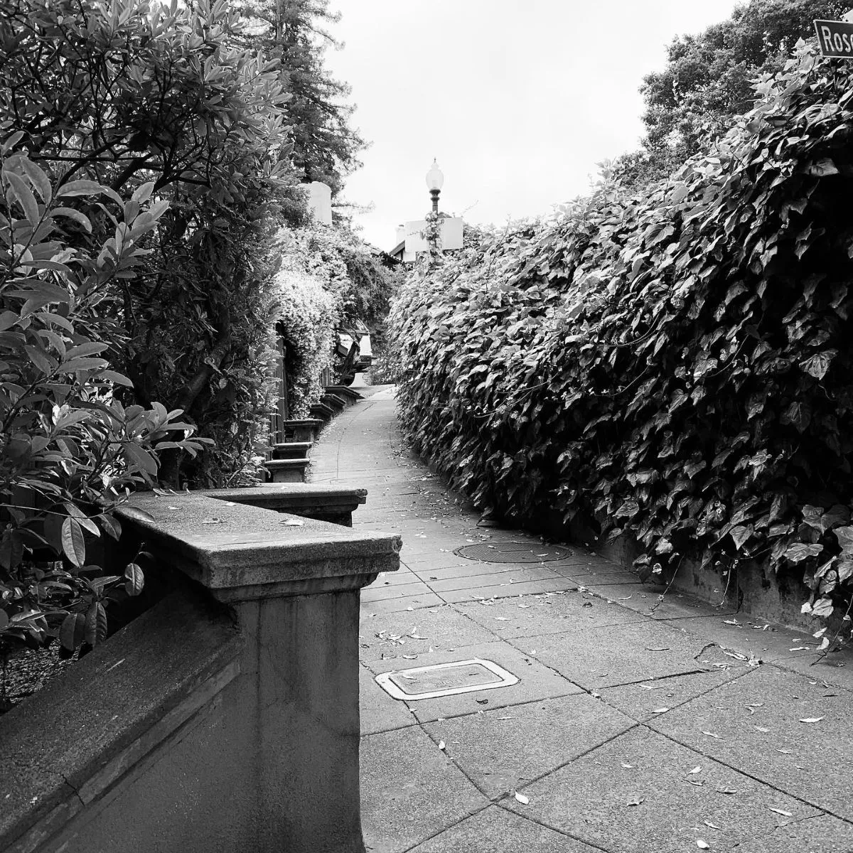 Lush pedestrian pathway at Rose Walk in Berkeley featuring rustic architecture and greenery
