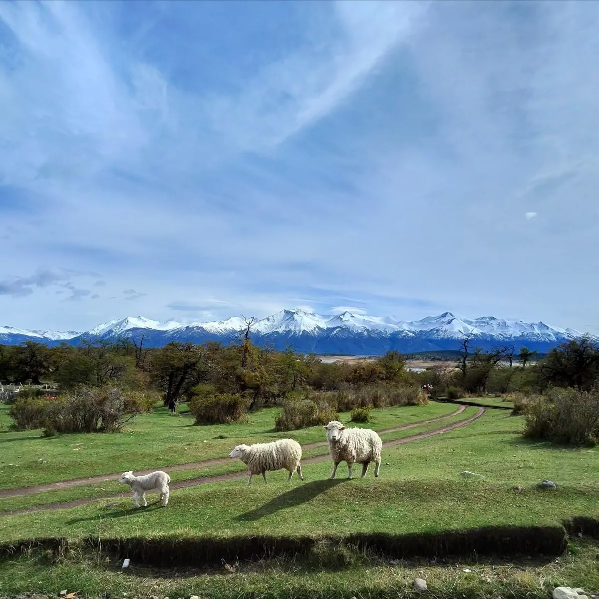Rustic buildings of Estancia Nibepo Aike against the Andes mountains