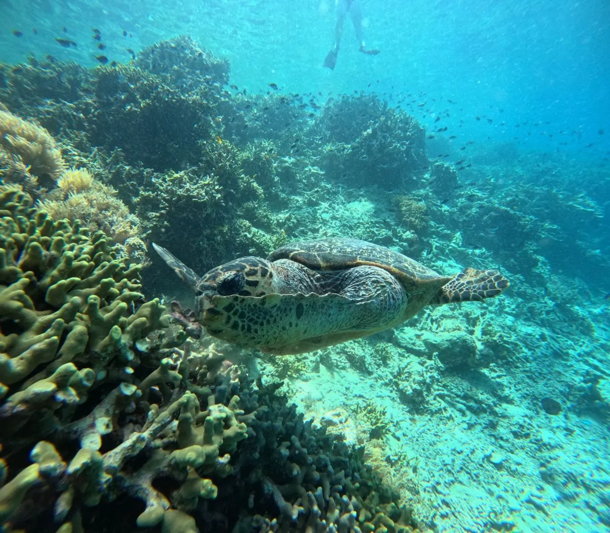 Underwater vibrant coral gardens and sea turtle at Menjangan Island