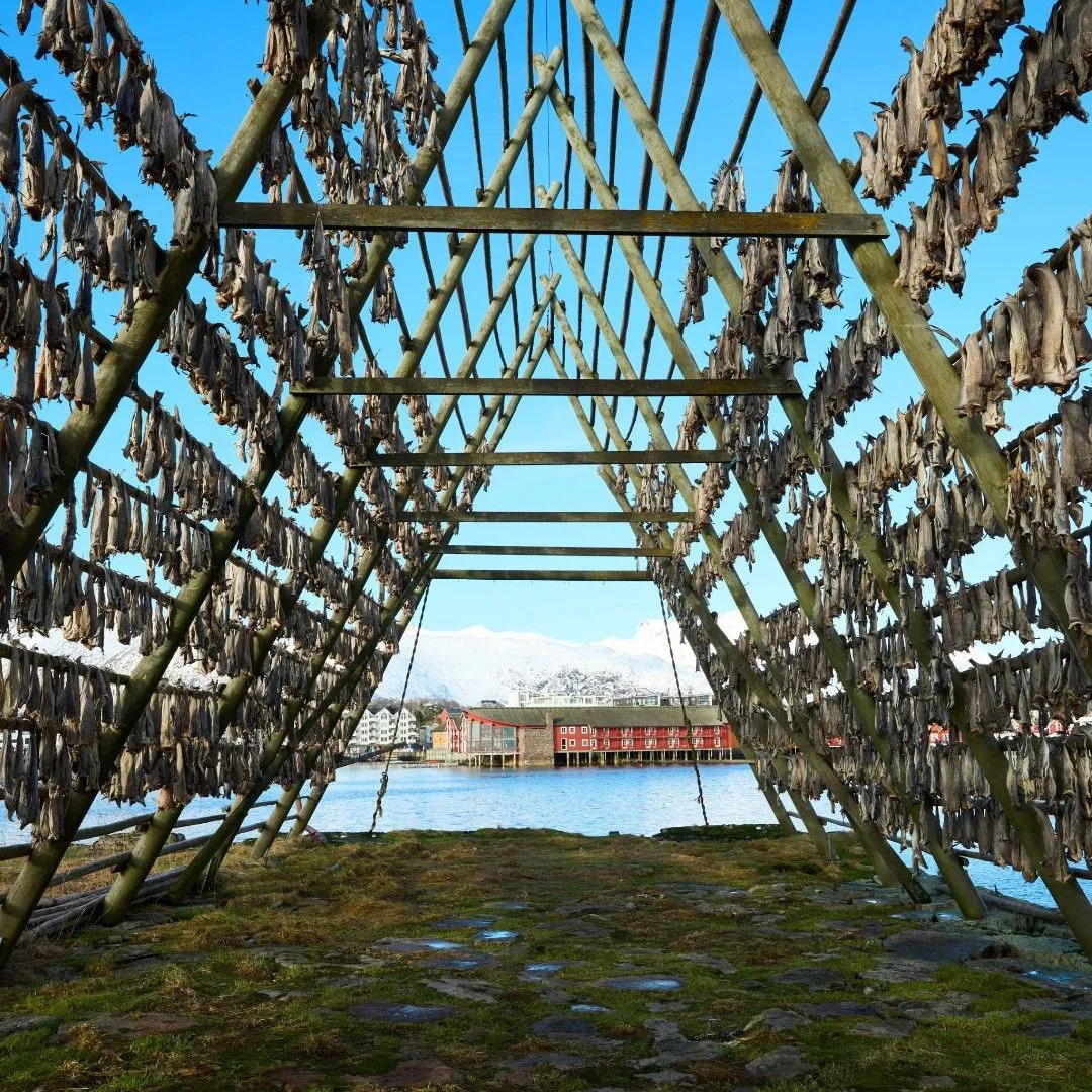 Traditional wooden structures used for drying cod in Svolvaer under a bright summer sky